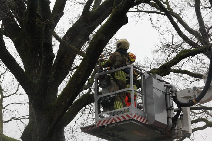 Brandweer zaagt gevaarlijk hangende tak uit boom