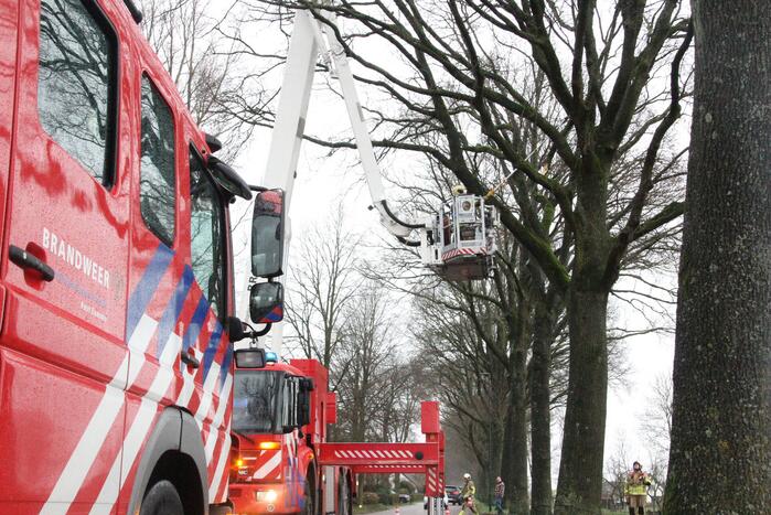 Brandweer zaagt gevaarlijk hangende tak uit boom