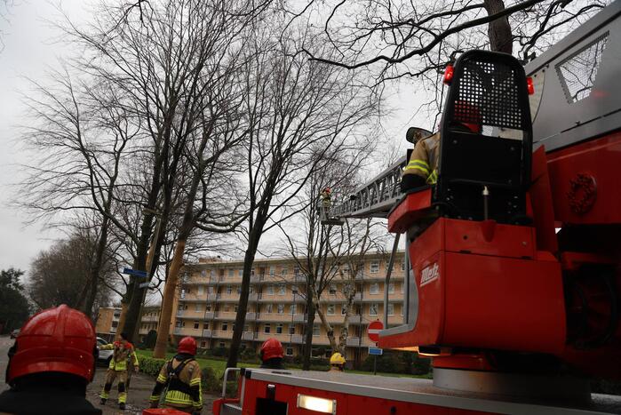 Boom dreigt op auto's te vallen