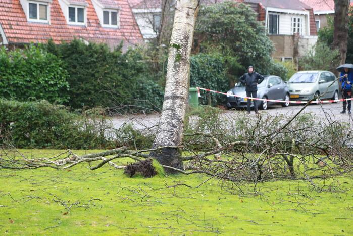 Boom dreigt op auto's te vallen