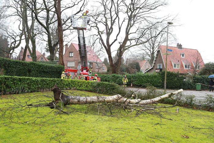 Boom dreigt op auto's te vallen