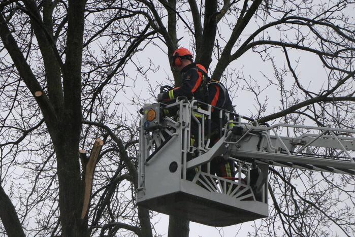Woningen ontruimd nadat bomen dreigen om te waaien