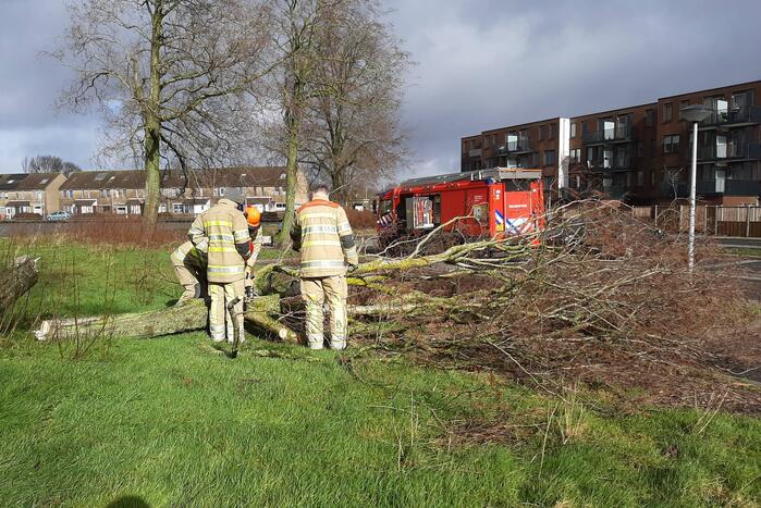 Brandweer haalt gevaarlijk hangende boom neer