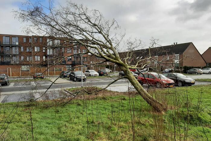 Brandweer haalt gevaarlijk hangende boom neer