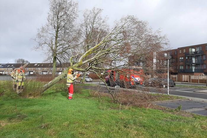 Brandweer haalt gevaarlijk hangende boom neer