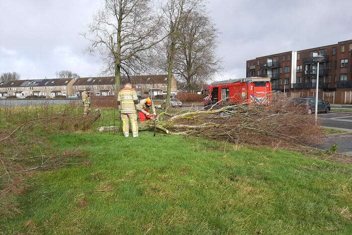 Brandweer haalt gevaarlijk hangende boom neer