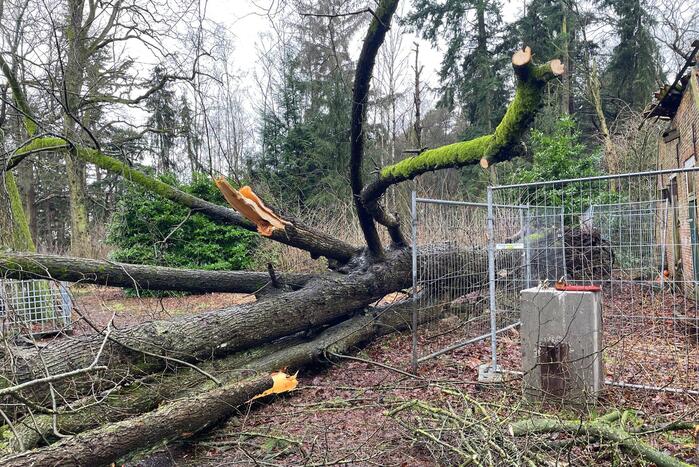 Auto bedolven onder omgewaaide boom