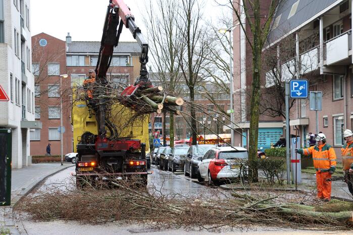 Spoedkap bij boom, busverkeer tijdelijk gestremd