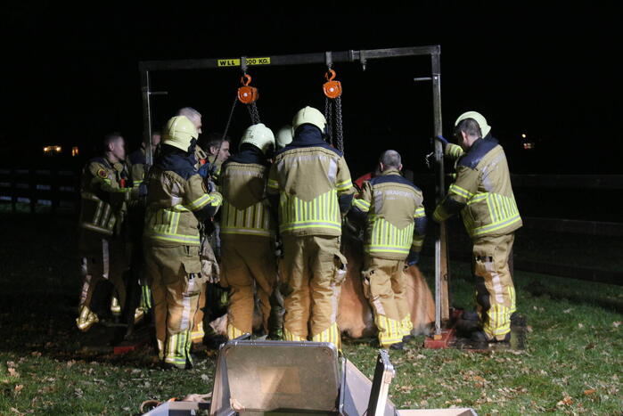 Brandweer helpt paard omhoog
