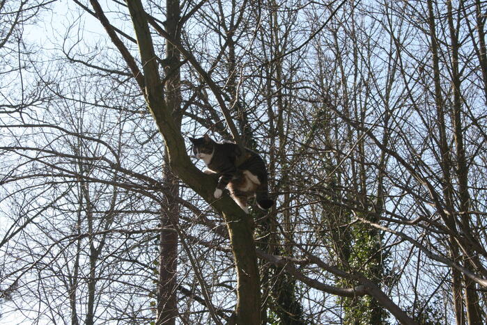 Brandweer haalt kat uit boom
