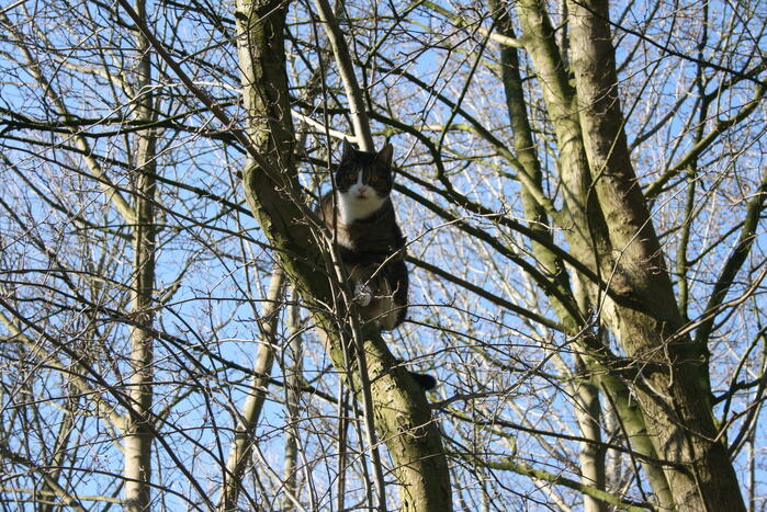 Brandweer haalt kat uit boom