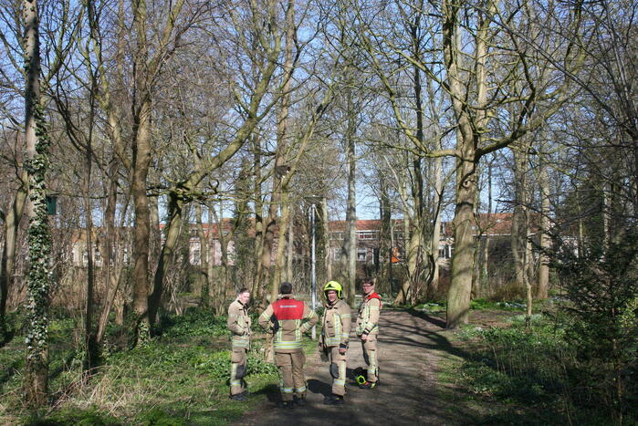 Brandweer haalt kat uit boom