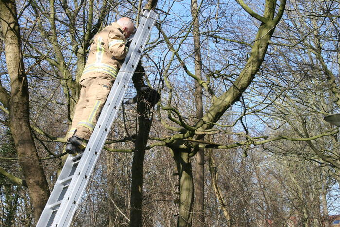 Brandweer haalt kat uit boom