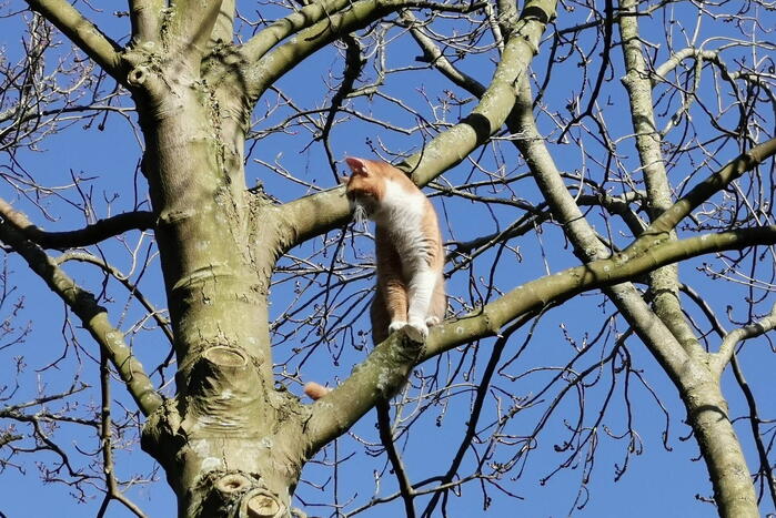 Vermiste kat Simba uit de boom gezaagd