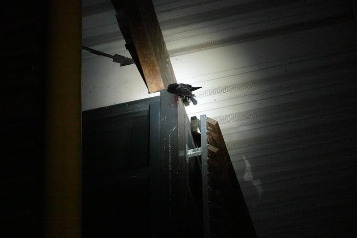 Kraai vast in pui van gebouw