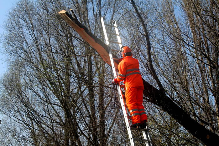 Boom die dreigt om te vallen is omgezaagd
