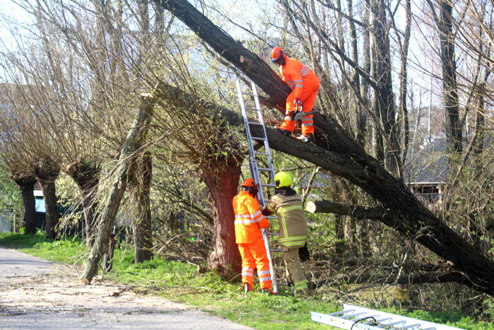 Boom die dreigt om te vallen is omgezaagd