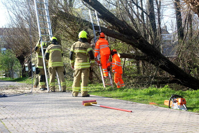 Boom die dreigt om te vallen is omgezaagd
