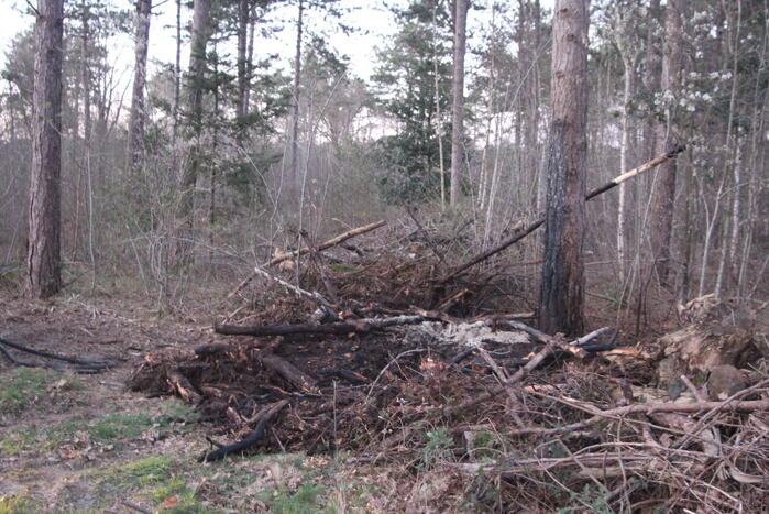 Brand in bosgebied