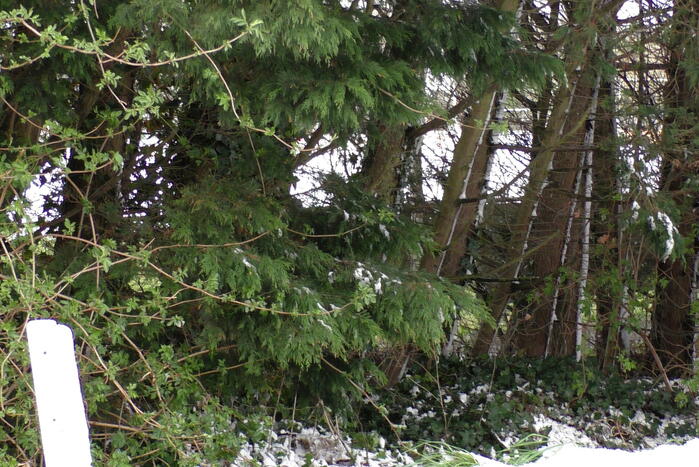 Meerdere bomen dreigen om te vallen