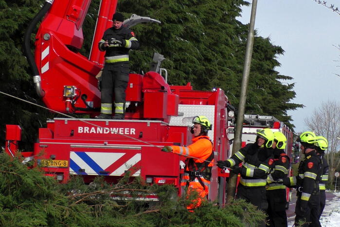 Meerdere bomen dreigen om te vallen