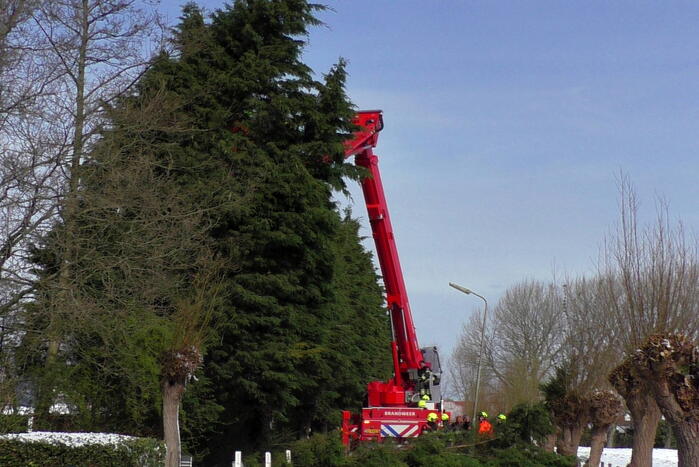 Meerdere bomen dreigen om te vallen