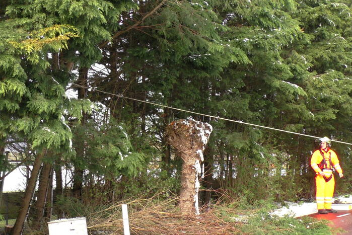 Meerdere bomen dreigen om te vallen