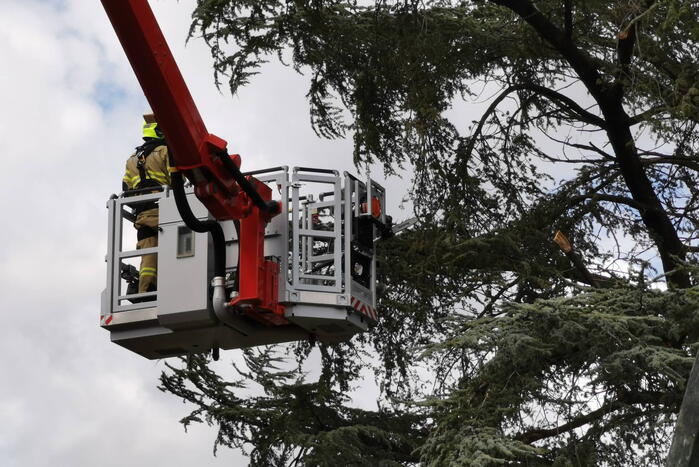 Brandweer zaagt gevaarlijk hangende tak uit boom voor gemeentehuis