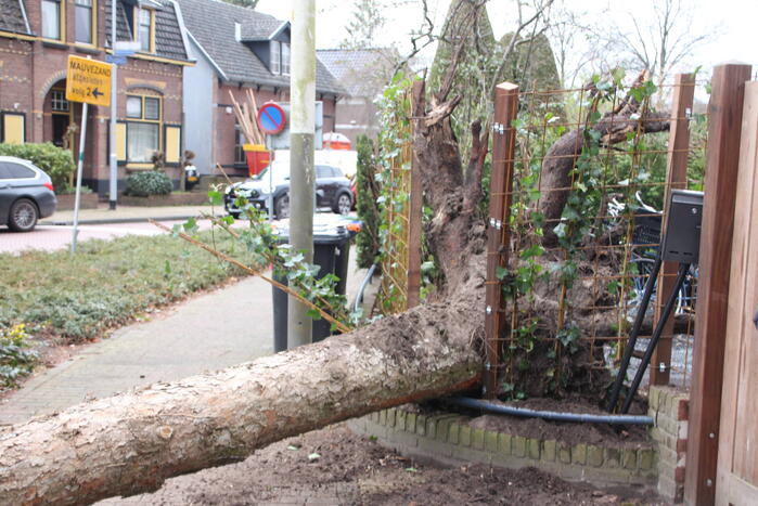 Boom valt vanuit voortuin over straat
