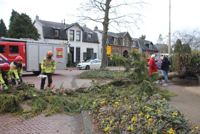 Boom valt vanuit voortuin over straat