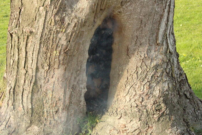 Brandweer blust brand binnenin boom