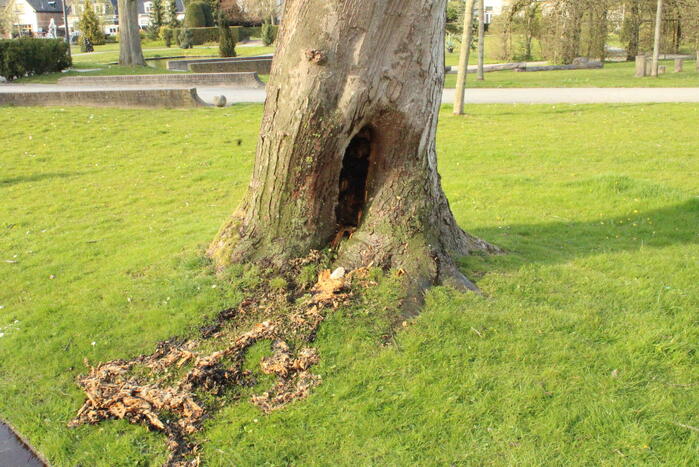 Brandweer blust brand binnenin boom