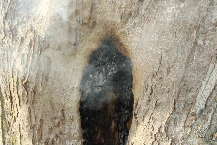 Brandweer blust brand binnenin boom