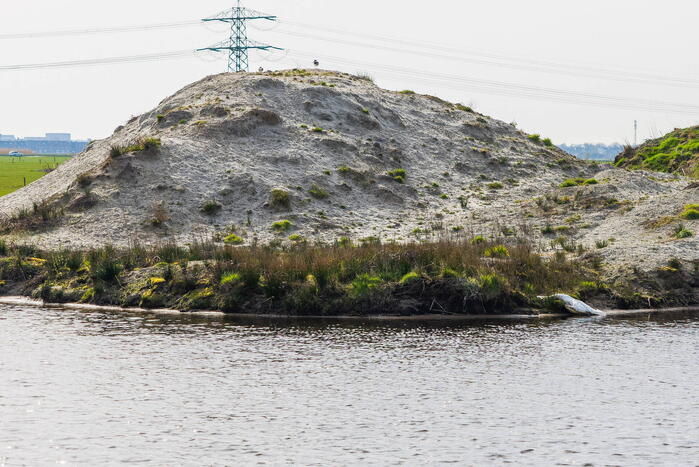 Dode zwaan aangetroffen in sloot Rengerswetering