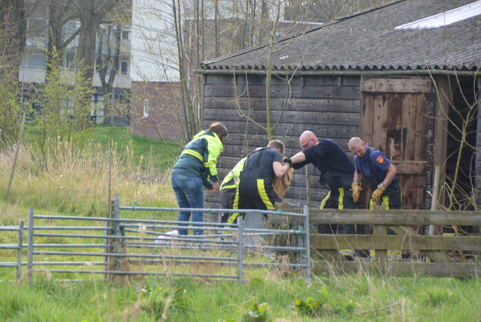 Ree door brandweer gered uit schiphuis
