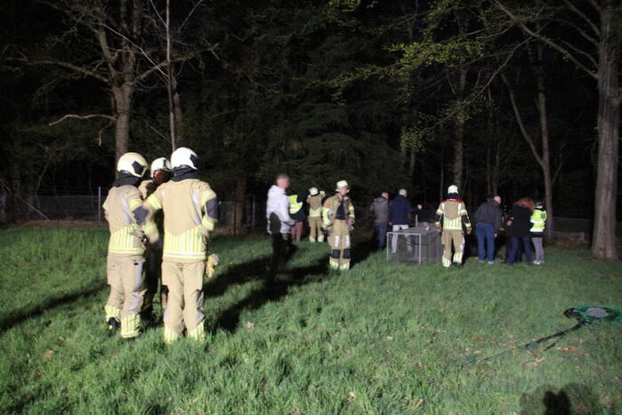 Zoekactie naar vermiste Serval kat