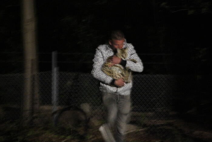 Zoekactie naar vermiste Serval kat