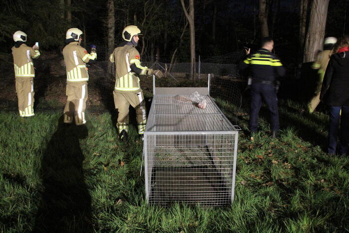 Zoekactie naar vermiste Serval kat