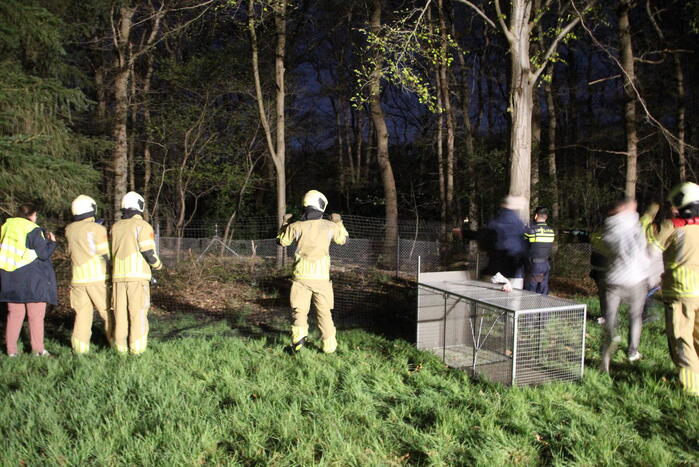 Zoekactie naar vermiste Serval kat