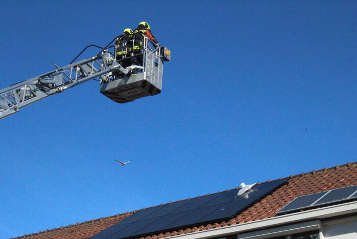 Meeuw vast aan zonnepanelen