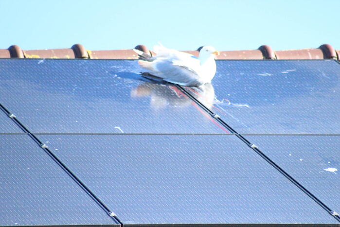 Meeuw vast aan zonnepanelen