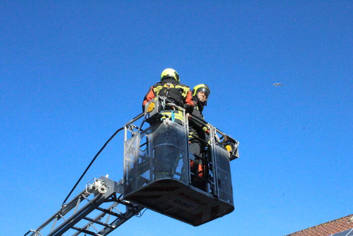 Meeuw vast aan zonnepanelen