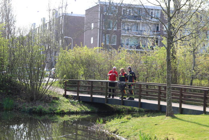 Reddingsactie voor zwaan met gebroken poot