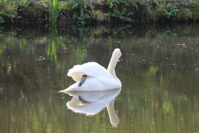 Reddingsactie voor zwaan met gebroken poot