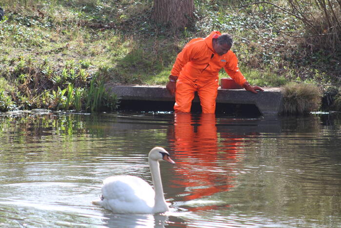 Reddingsactie voor zwaan met gebroken poot
