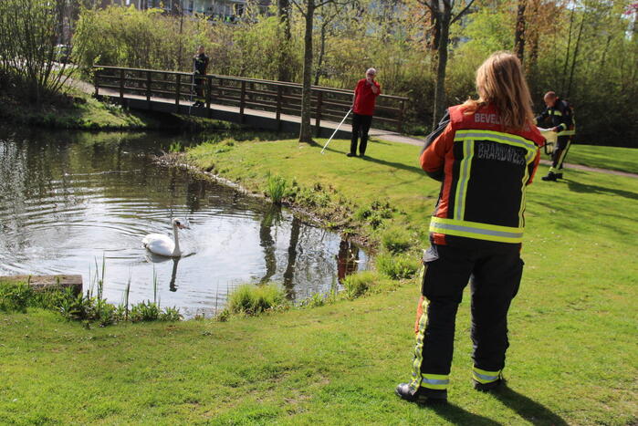 Reddingsactie voor zwaan met gebroken poot