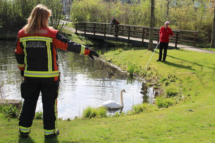 Reddingsactie voor zwaan met gebroken poot
