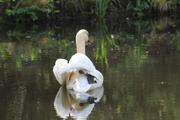 Reddingsactie voor zwaan met gebroken poot