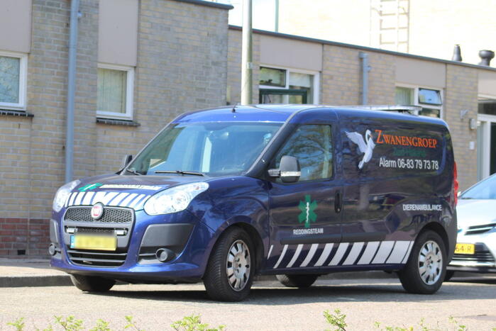 Reddingsactie voor zwaan met gebroken poot