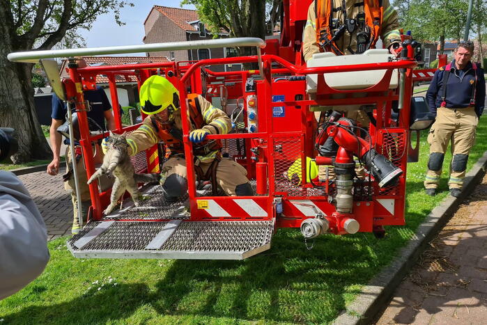 Brandweer haalt vastzittende kat uit boom